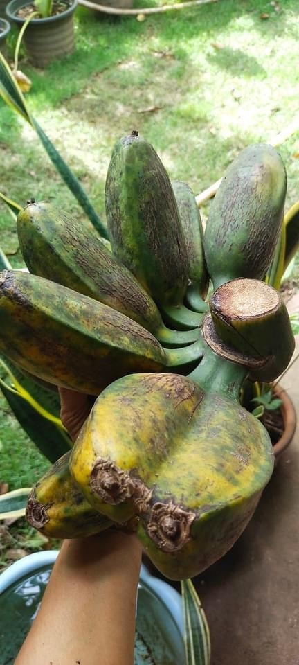 กล้วยสิ้นปลี พันธุ์กล้วยส่งเก็บเงินปลายทาง | สมพงศ์ฟาร์ม - เมืองตรัง ตรัง
