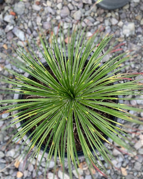 Agave Geminiflora  | สวนบุญชูใจ -  นครนายก