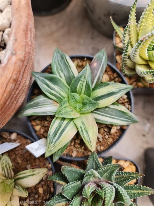 ต้นฮาโวเทียไฮบริดด่าง"Haworthia obtusa hybrid variegated RU1