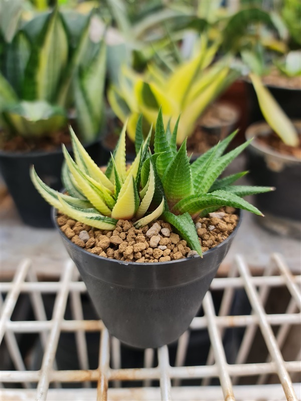 ต้นม้าลายไฮบริดด่าง "Haworthia limifolia hybrid variegated"