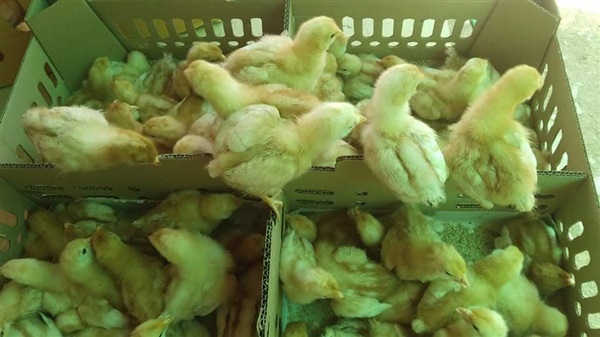 ลูกไก่ไข่เพศเมีย | บ้านสวน พันสุข - เมืองอุดรธานี อุดรธานี
