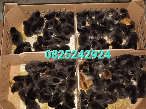 ลูกไก่สามสายคละเพศ | บ้านสวน พันสุข - เมืองอุดรธานี อุดรธานี