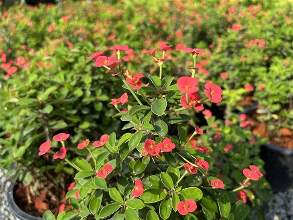 โป๊ยเซียนแคระ ดอกสีแดง | สวนคุณจำลอง - บางกรวย นนทบุรี