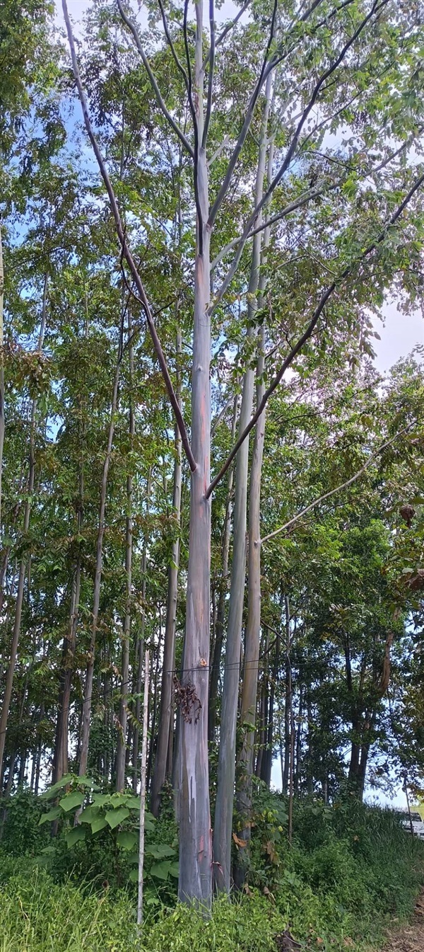 ต้นยูคาลิปตัสสีรุ้ง | สวนสังเวียน ไม้ล้อม -  ปทุมธานี