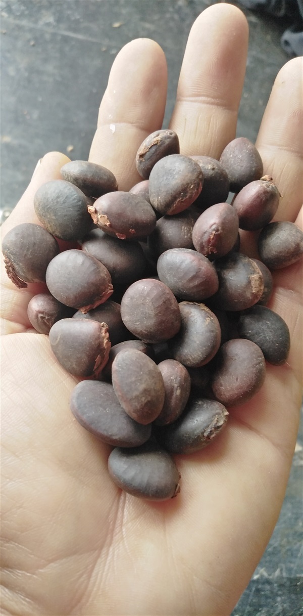 มะค่าแต้  ขายเมล็ดพันธุ์/ต้นกล้า | เมล็ดพันธุ์ดี เกษตรวิถีไทย - เมืองระยอง ระยอง