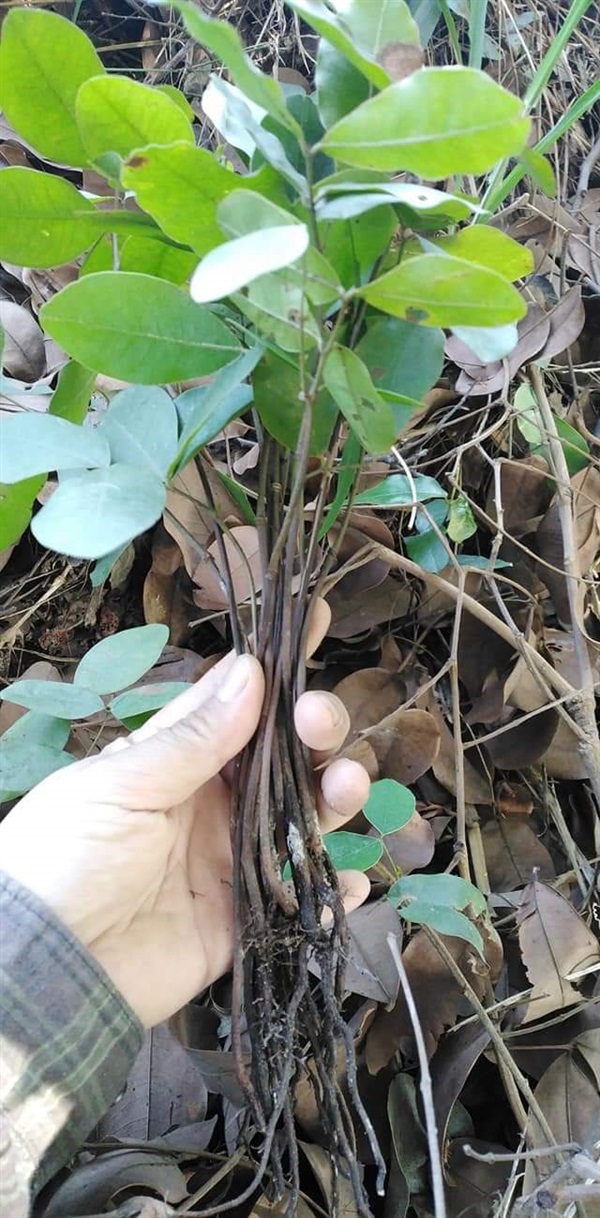 มะค่าแต้  ขายเมล็ดพันธุ์/ต้นกล้า | เมล็ดพันธุ์ดี เกษตรวิถีไทย - เมืองระยอง ระยอง