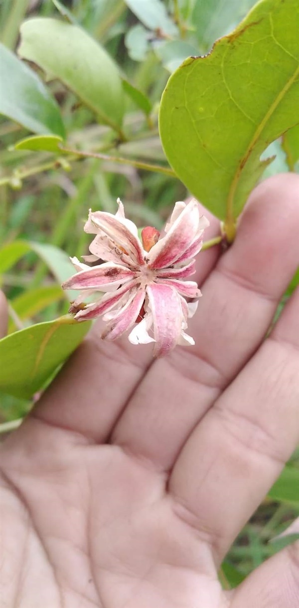 นกนอนทะเล ขายเมล็ดพันธุ์/ต้นกล้า | เมล็ดพันธุ์ดี เกษตรวิถีไทย - เมืองระยอง ระยอง