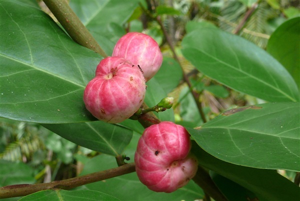 นกนอนทะเล ขายเมล็ดพันธุ์/ต้นกล้า | เมล็ดพันธุ์ดี เกษตรวิถีไทย - เมืองระยอง ระยอง