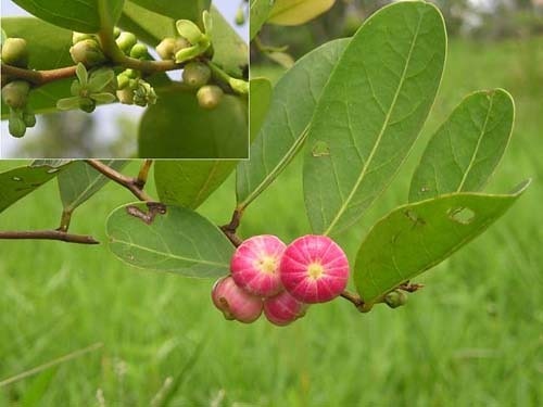 นกนอนทะเล ขายเมล็ดพันธุ์/ต้นกล้า | เมล็ดพันธุ์ดี เกษตรวิถีไทย - เมืองระยอง ระยอง