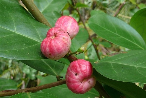 นกนอนทะเล ขายเมล็ดพันธุ์/ต้นกล้า | เมล็ดพันธุ์ดี เกษตรวิถีไทย - เมืองระยอง ระยอง