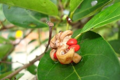 นกนอนทะเล ขายเมล็ดพันธุ์/ต้นกล้า | เมล็ดพันธุ์ดี เกษตรวิถีไทย - เมืองระยอง ระยอง