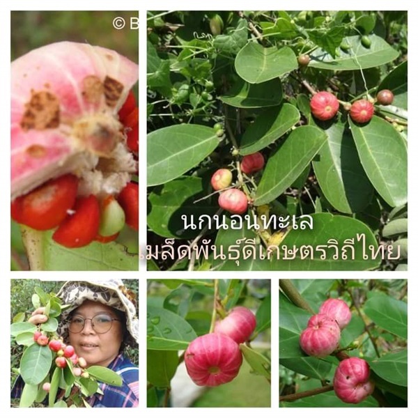 นกนอนทะเล ขายเมล็ดพันธุ์/ต้นกล้า