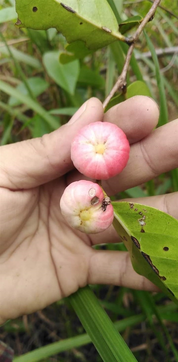 นกนอนทะเล ขายเมล็ดพันธุ์/ต้นกล้า | เมล็ดพันธุ์ดี เกษตรวิถีไทย - เมืองระยอง ระยอง