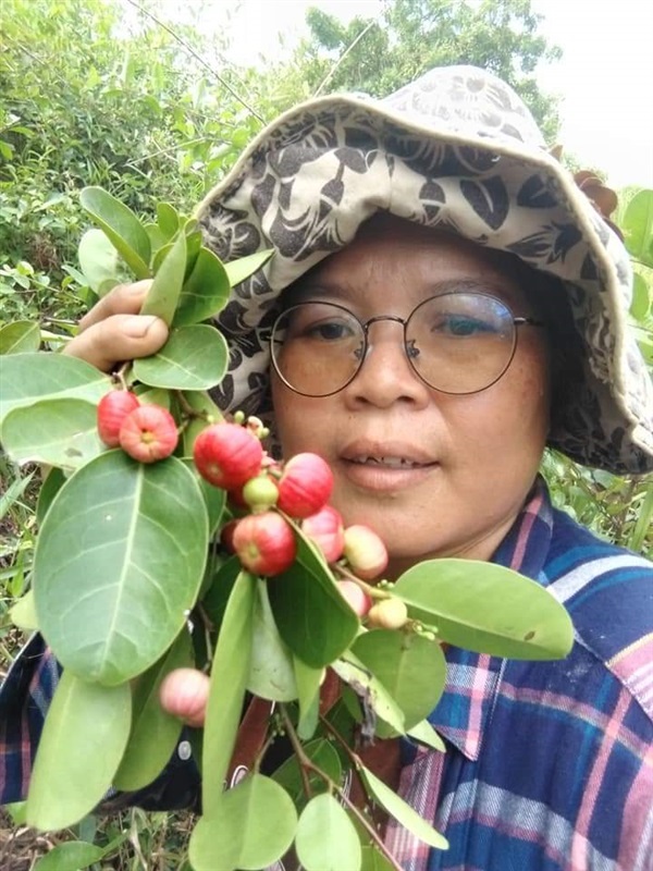 นกนอนทะเล ขายเมล็ดพันธุ์/ต้นกล้า | เมล็ดพันธุ์ดี เกษตรวิถีไทย - เมืองระยอง ระยอง