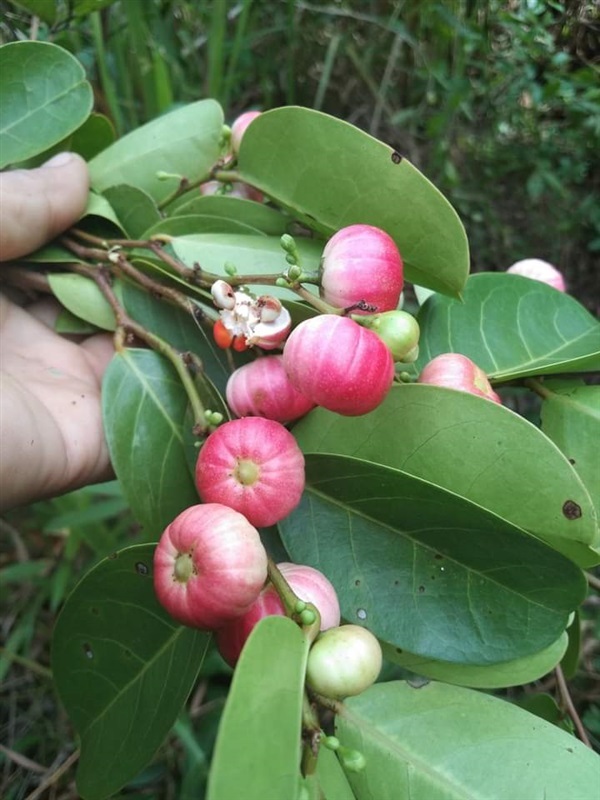 นกนอนทะเล ขายเมล็ดพันธุ์/ต้นกล้า | เมล็ดพันธุ์ดี เกษตรวิถีไทย - เมืองระยอง ระยอง