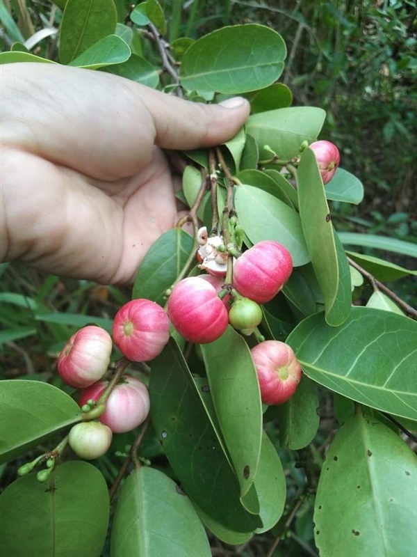 นกนอนทะเล ขายเมล็ดพันธุ์/ต้นกล้า | เมล็ดพันธุ์ดี เกษตรวิถีไทย - เมืองระยอง ระยอง