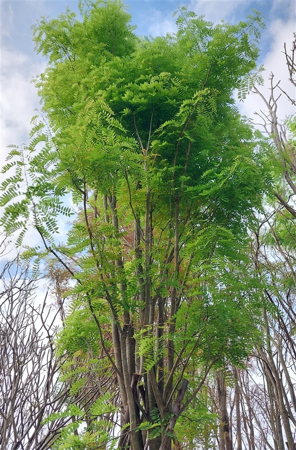 กระพี้จั่น 7",8",9" | ฑิตยาพันธุ์ไม้ ปราจีนบุรี - เมืองปราจีนบุรี ปราจีนบุรี