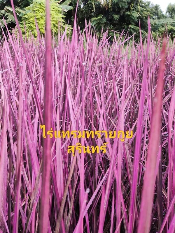 ขายเมล็ดพันธ์ข้าวสีชมพู | เมล็ดพันธุ์ดี เกษตรวิถีไทย - เมืองระยอง ระยอง