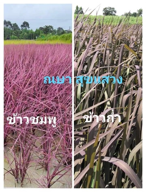 ขายเมล็ดพันธ์ข้าวสีชมพู