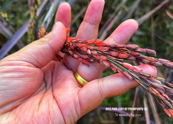 ขายเมล็ดพันธ์ข้าวสีชมพู