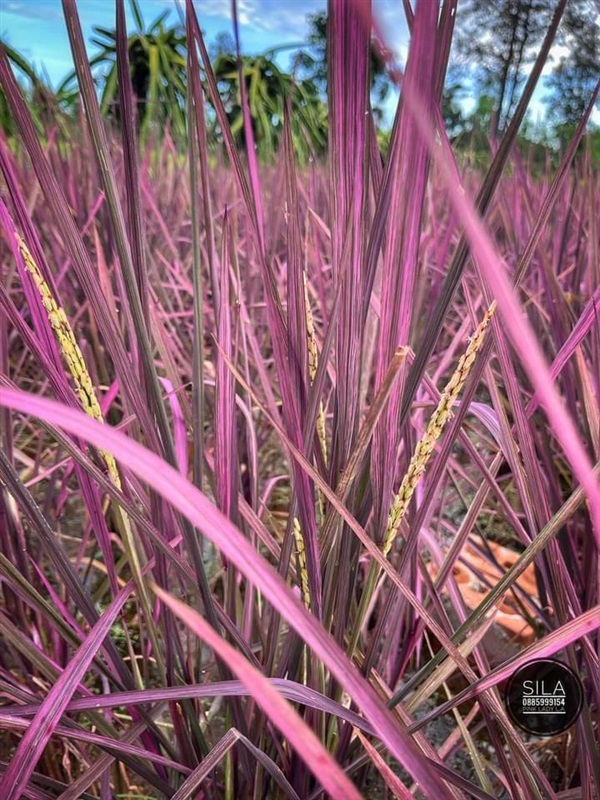 ขายเมล็ดพันธ์ข้าวสีชมพู | เมล็ดพันธุ์ดี เกษตรวิถีไทย - เมืองระยอง ระยอง