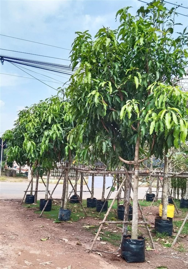 ต้นมะม่วงอกร่องทอง | เก่ง ไม้ผล ตลาดต้นไม้ดงบัง ปราจีนบุรี - เมืองปราจีนบุรี ปราจีนบุรี