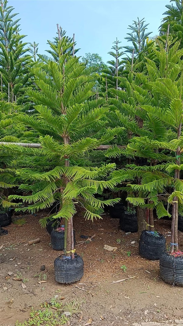 ต้นสนฉัตร สูง 2 เมตร | เก่ง ไม้ผล ตลาดต้นไม้ดงบัง ปราจีนบุรี - เมืองปราจีนบุรี ปราจีนบุรี