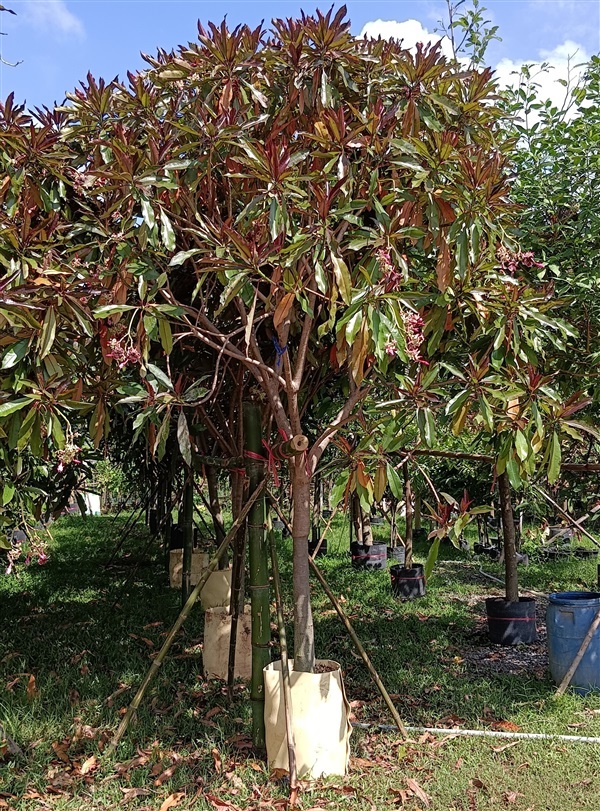 ต้นเป็ดน้ำแดง  | เก่ง ไม้ผล ตลาดต้นไม้ดงบัง ปราจีนบุรี - เมืองปราจีนบุรี ปราจีนบุรี