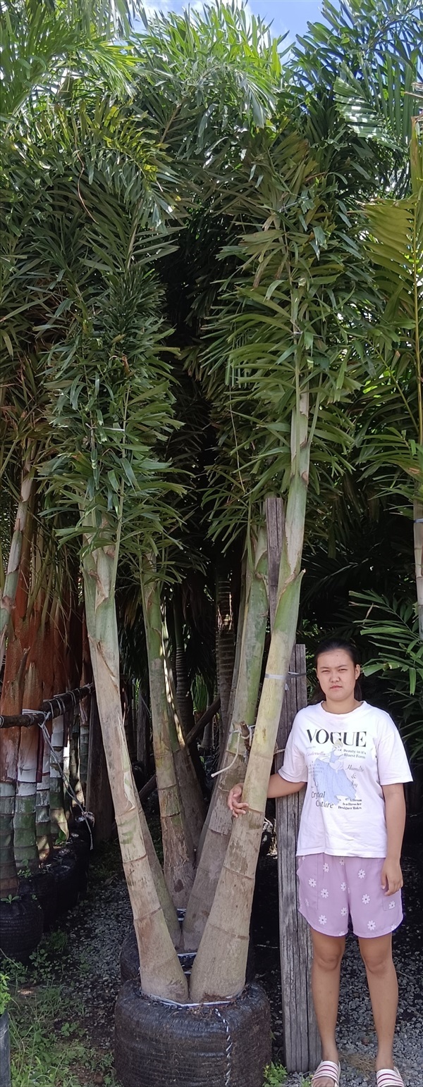 ต้นฟอกเทล | เก่ง ไม้ผล ตลาดต้นไม้ดงบัง ปราจีนบุรี - เมืองปราจีนบุรี ปราจีนบุรี
