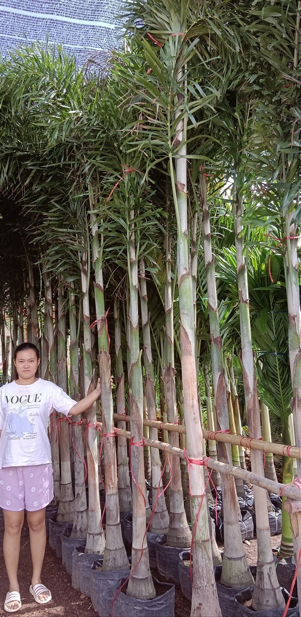 ต้นฟอกเทล  | เก่ง ไม้ผล ตลาดต้นไม้ดงบัง ปราจีนบุรี - เมืองปราจีนบุรี ปราจีนบุรี