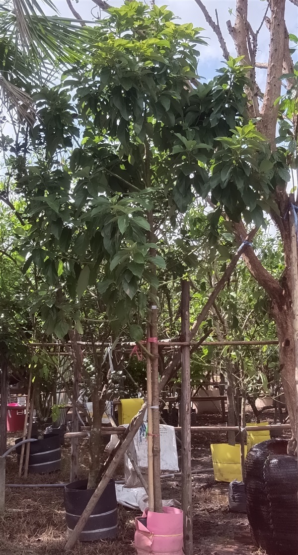 ต้นอะโวคาโด | เก่ง ไม้ผล ตลาดต้นไม้ดงบัง ปราจีนบุรี - เมืองปราจีนบุรี ปราจีนบุรี
