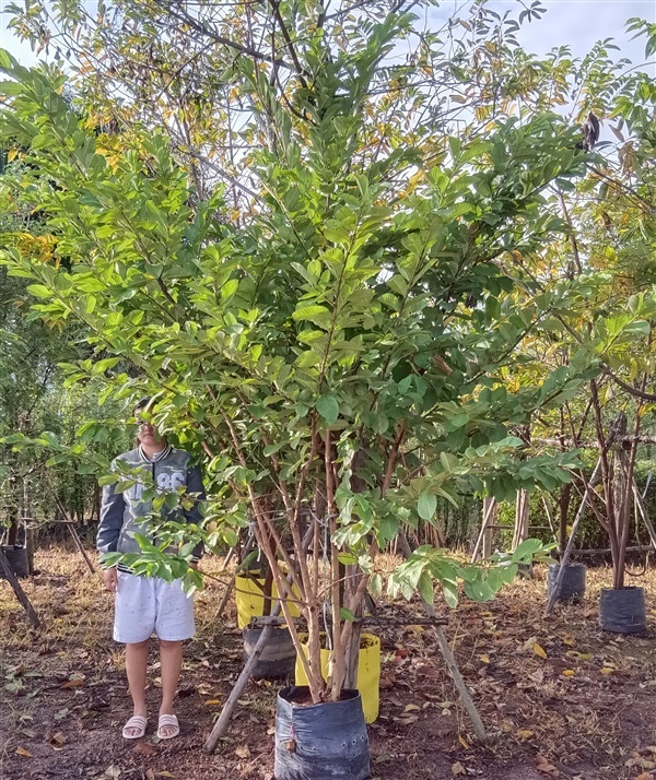 ต้นฝรั่งหงส์เป่าสือ | เก่ง ไม้ผล ตลาดต้นไม้ดงบัง ปราจีนบุรี - เมืองปราจีนบุรี ปราจีนบุรี