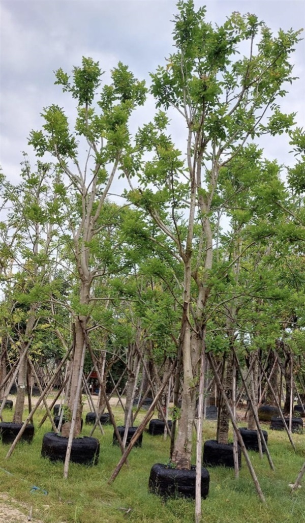 ต้นแคนา | เก่ง ไม้ผล ตลาดต้นไม้ดงบัง ปราจีนบุรี - เมืองปราจีนบุรี ปราจีนบุรี
