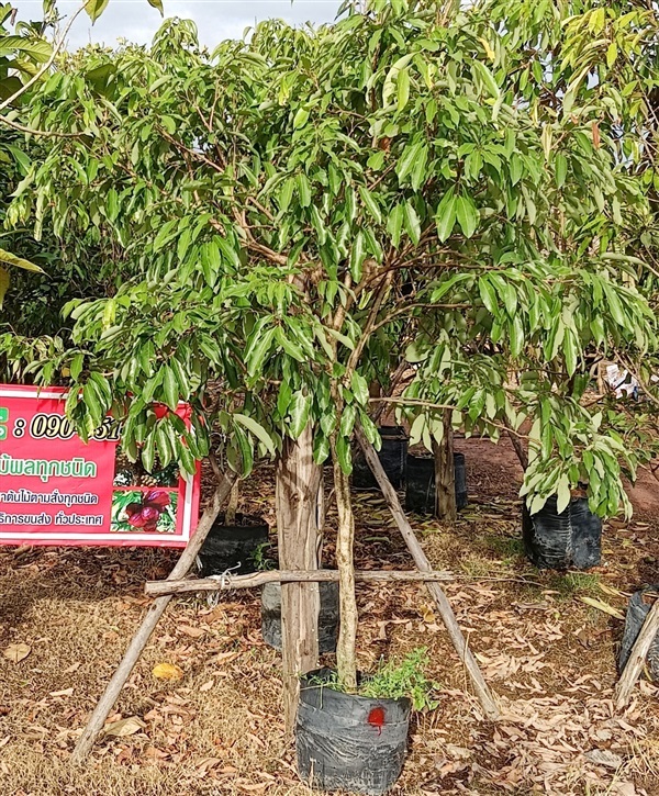 ต้นลิ้นจี่จักรพรรดิ์ | เก่ง ไม้ผล ตลาดต้นไม้ดงบัง ปราจีนบุรี - เมืองปราจีนบุรี ปราจีนบุรี