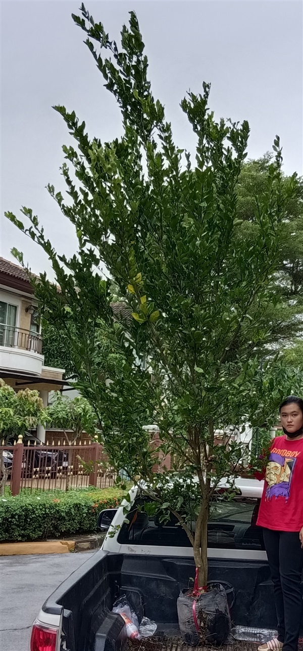 ต้นส้มเขียวหวาน | เก่ง ไม้ผล ตลาดต้นไม้ดงบัง ปราจีนบุรี - เมืองปราจีนบุรี ปราจีนบุรี