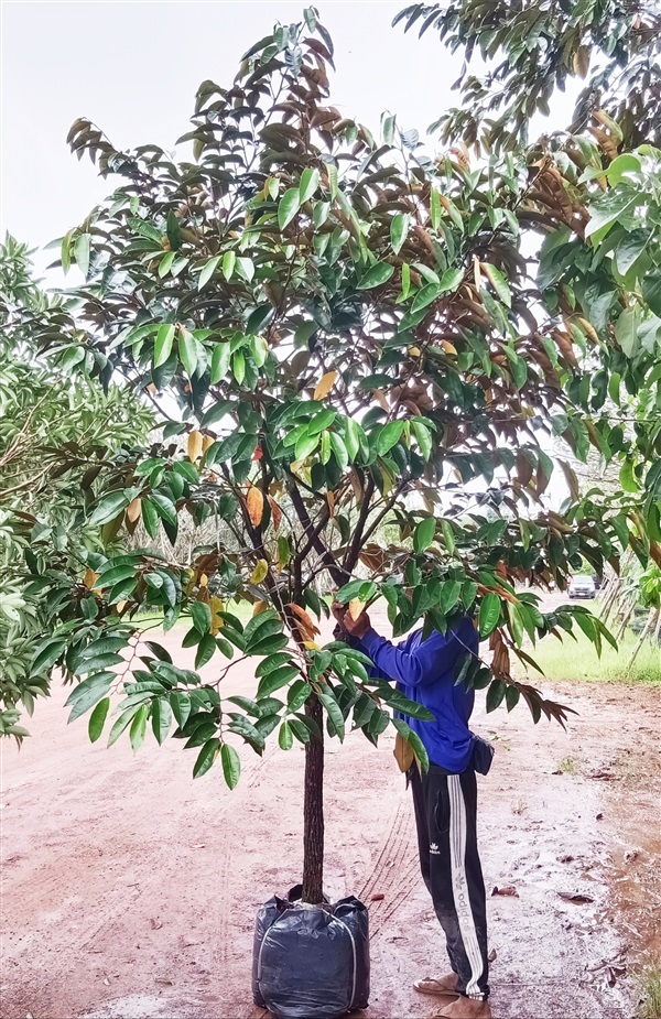 ต้นแอปเปิ้ลสตาร์ | เก่ง ไม้ผล ตลาดต้นไม้ดงบัง ปราจีนบุรี - เมืองปราจีนบุรี ปราจีนบุรี