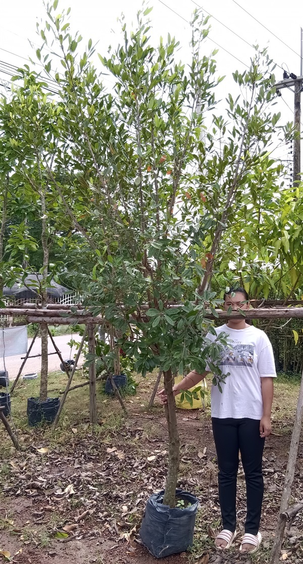 ต้นมะกอก | เก่ง ไม้ผล ตลาดต้นไม้ดงบัง ปราจีนบุรี - เมืองปราจีนบุรี ปราจีนบุรี