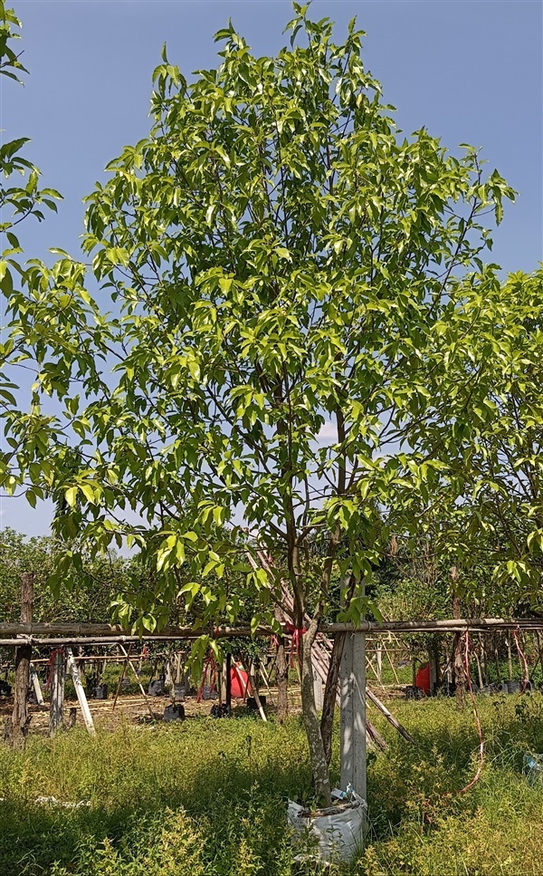 ต้นจำปี | เก่ง ไม้ผล ตลาดต้นไม้ดงบัง ปราจีนบุรี - เมืองปราจีนบุรี ปราจีนบุรี