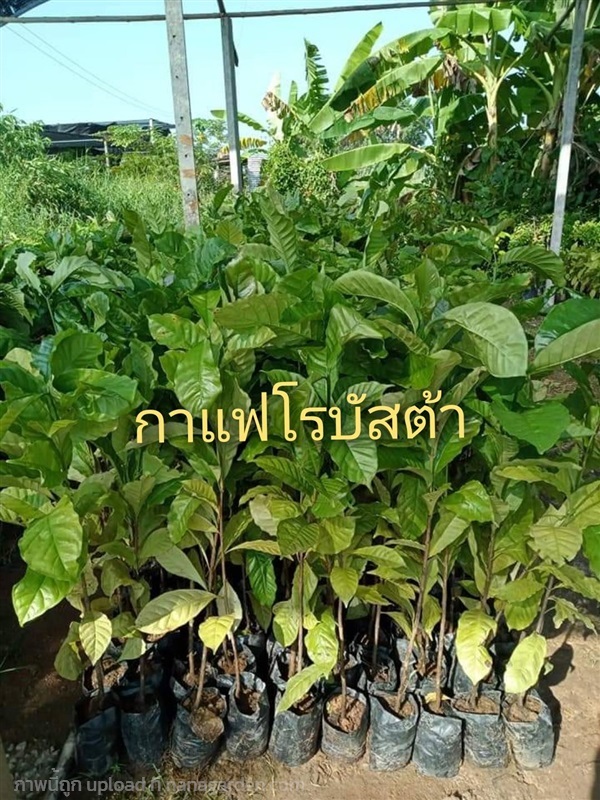 ต้นกาแฟโรบัสต้า | สวนพิจิตรา พันธุ์ไม้ (ปราจีนบุรี) - เมืองปราจีนบุรี ปราจีนบุรี