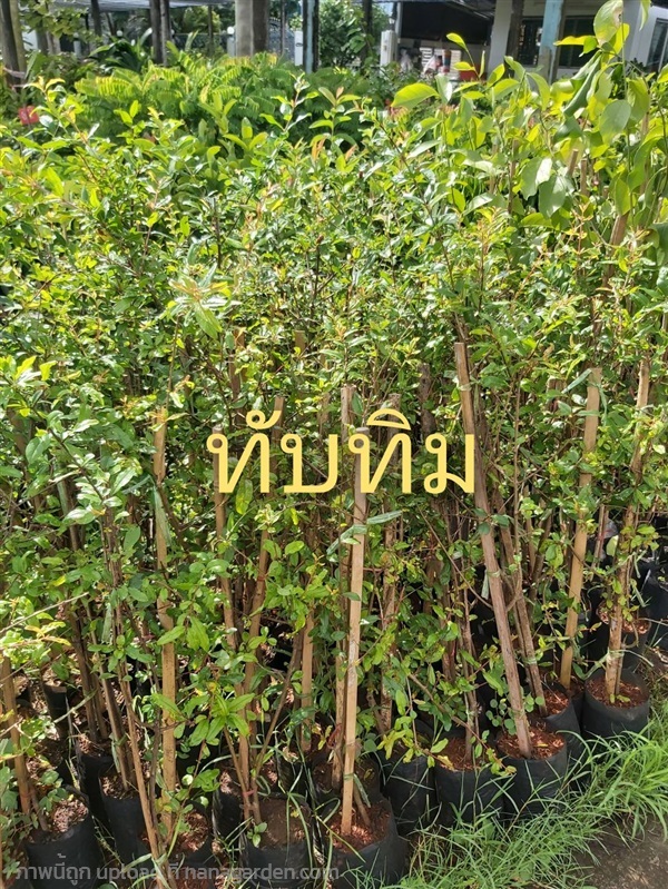 ต้นทับทิมแดงมารวย | สวนพิจิตรา พันธุ์ไม้ (ปราจีนบุรี) - เมืองปราจีนบุรี ปราจีนบุรี