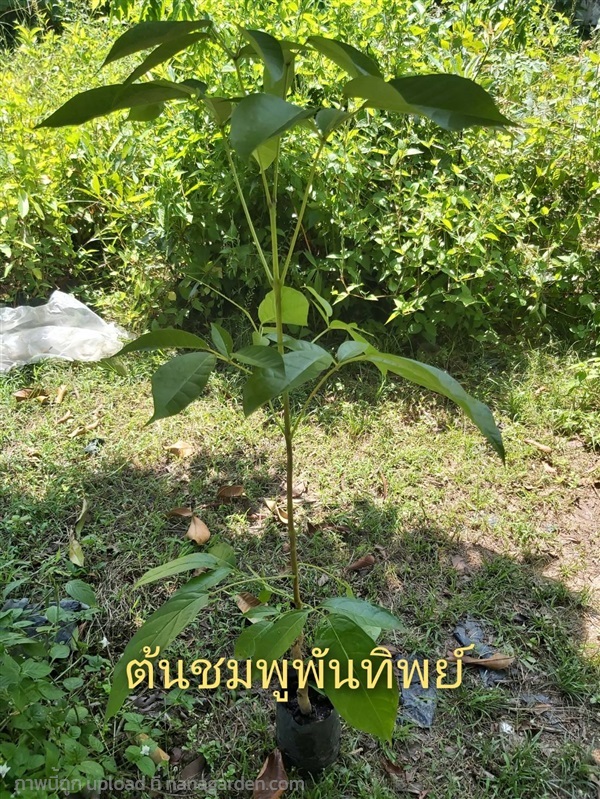 ต้นชมพูพันทิพย์ | สวนพิจิตรา พันธุ์ไม้ (ปราจีนบุรี) - เมืองปราจีนบุรี ปราจีนบุรี