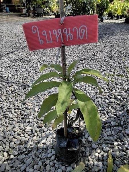 ต้นใบนาด | สวนพิจิตรา พันธุ์ไม้ (ปราจีนบุรี) - เมืองปราจีนบุรี ปราจีนบุรี