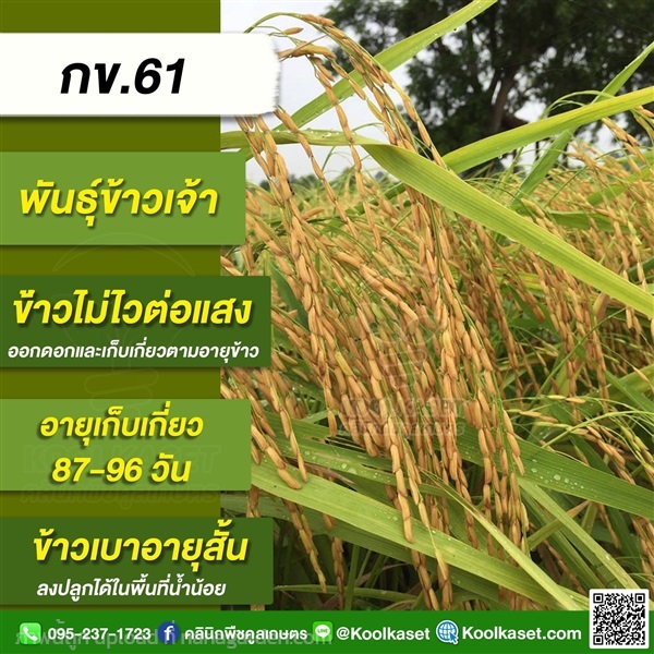 พันธุ์ข้าวปลูก ข้าวเจ้า กข61 ข้าวนาปี ข้าวนาปรัง คูลเกษตร