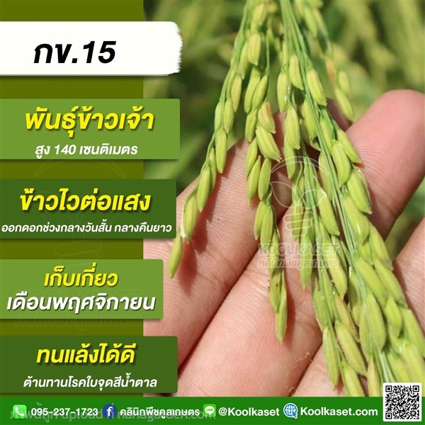 พันธุ์ข้าวปลูก ข้าวเจ้า กข15 ข้าวนาปี  คูลเกษตร | คลินิกพืชคูลเกษตร - ชุมตาบง นครสวรรค์