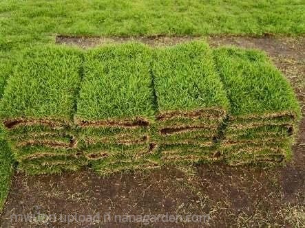 หญ้านวลน้อย | ณัฐพลพันธุ์ไม้ -  ปราจีนบุรี