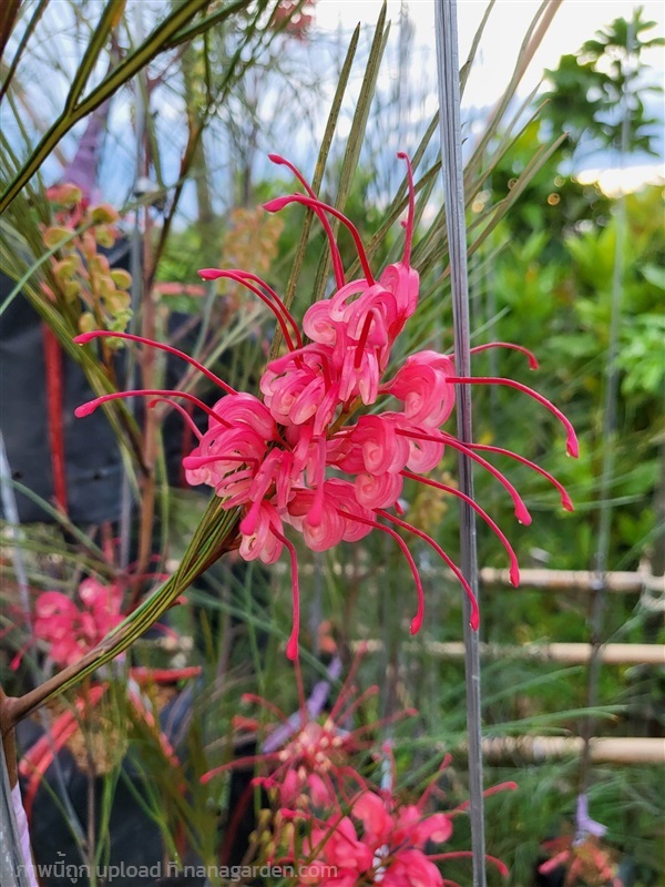 Grevillea Long john สนเกรวิลเลีย ลองจอห์น สีแดง กิ่งทาบ