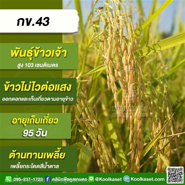 พันธุ์ข้าวปลูก ข้าวเจ้า กข43 ข้าวนาปี ข้าวนาปรัง คูลเกษตร