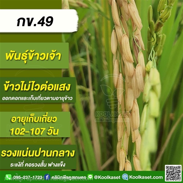 พันธุ์ข้าวปลูก ข้าวเจ้า กข49 ข้าวนาปี ข้าวนาปรัง คูลเกษตร