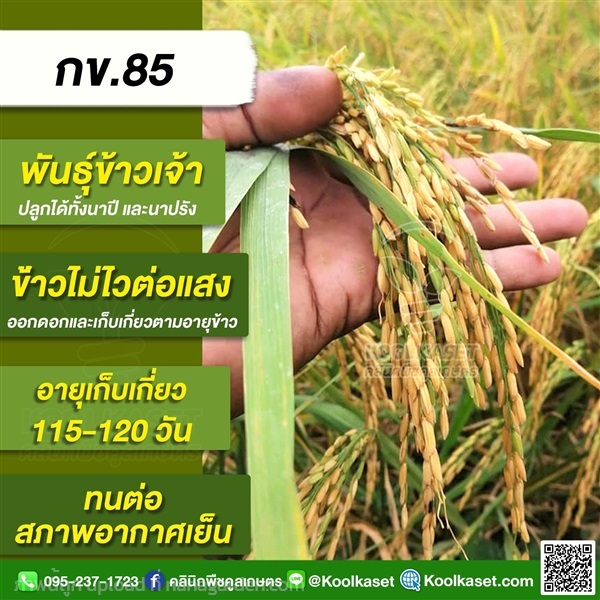 พันธุ์ข้าวปลูก ข้าวเจ้า กข85 ข้าวนาปี ข้าวนาปรัง คูลเกษตร