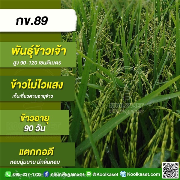 พันธุ์ข้าวปลูก ข้าวเจ้า กข89 ข้าวนาปี ข้าวนาปรัง คูลเกษตร